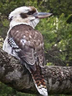 Kookaburra