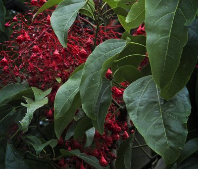 Illawarra Flame Tree.