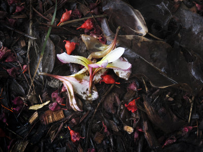 Fallen frangipani and flame tree flowers