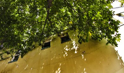 A wall, a shady tree and windows