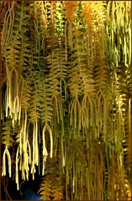 Hanging-Fern.jpg