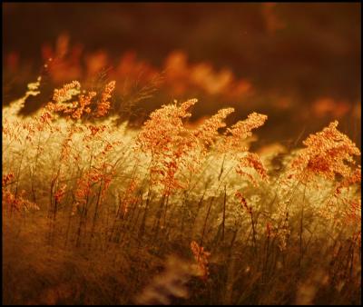 Sunset-grasses.jpg