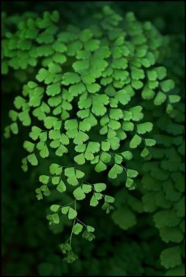 Maidenhair.jpg