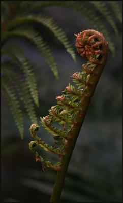 fern