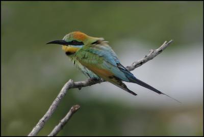 Rainbow Bee-eater