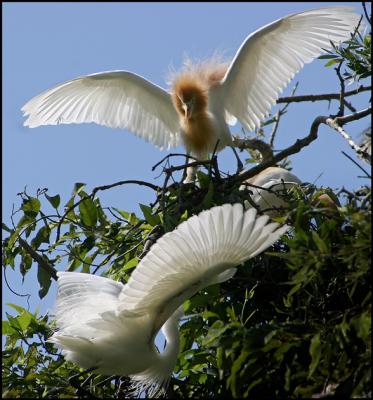 Cattle Egret guarding its nest