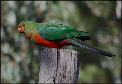 King Parrot  (Juvenile)