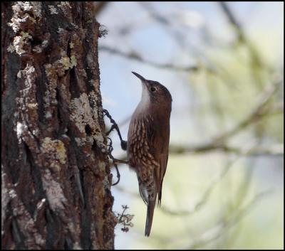 White Throated Treecreeper
