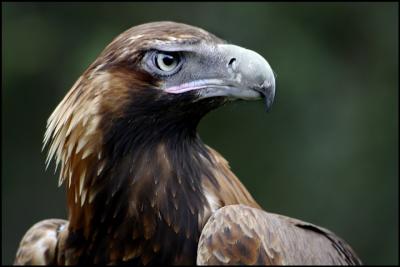 Wedge-Tailed Eagle