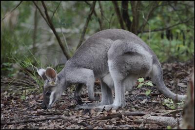 Whiptail Wallaby