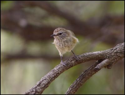 Thornbill