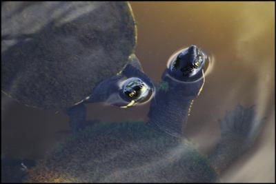 Turtles