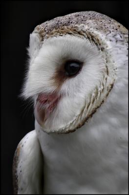 Barn Owl (2)