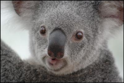 Koala close-up