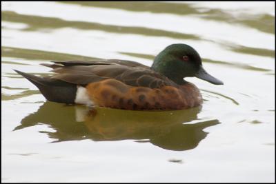 Chestnut Teal (Male)