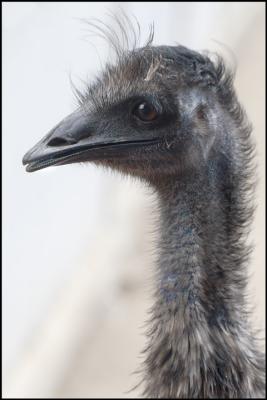 Young Emu Portrait (2)