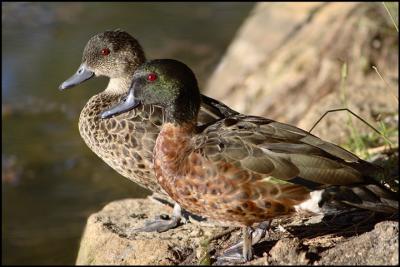 Chestnut Teal  (Male and Female)
