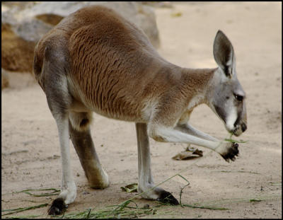 Red Kangaroo (Male)