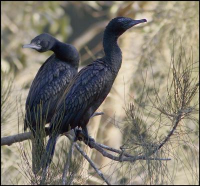 Two Black Cormorants