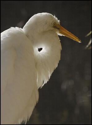 Intermediate Egret