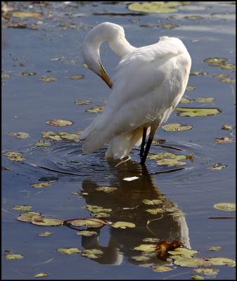 Intermediate Egret