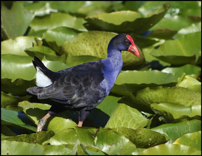 Swamphen