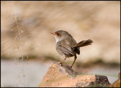 Fairy Wren
