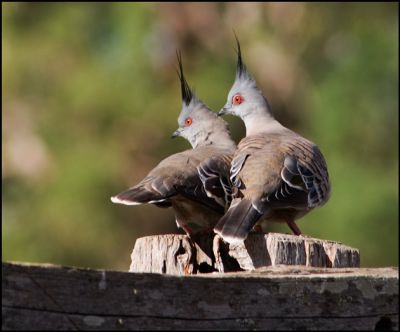 Crested Pigeons
