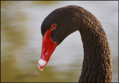 Black Swan Portrait