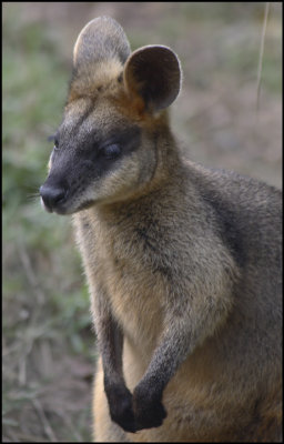 Swamp Wallaby