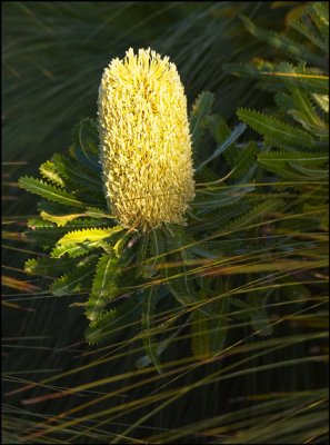 Banksia