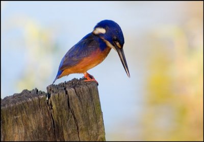 Azure Kingfisher