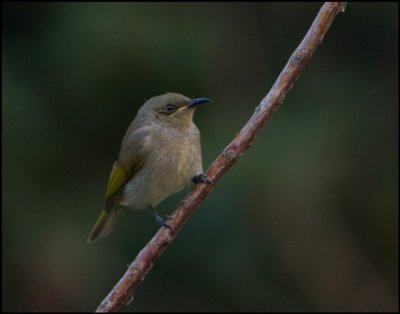 Brown Honeyeater