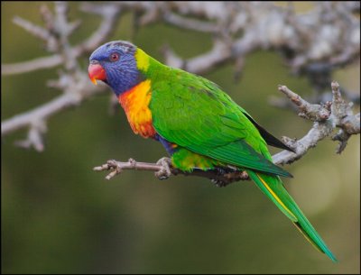 australian_lorikeets