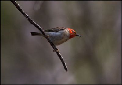 Scarlet Honeyeater