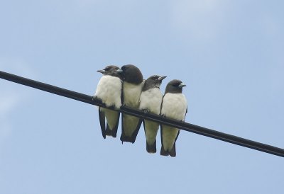 White Breasted Woodswallows