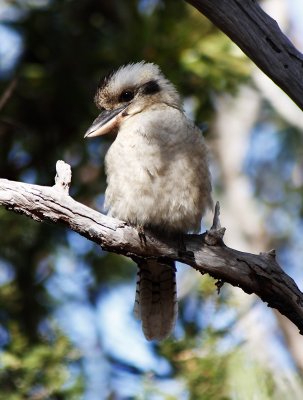 Kookaburra