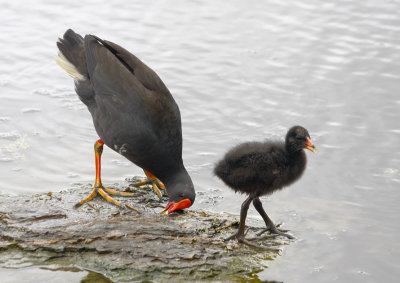 Moorhen mother and chick