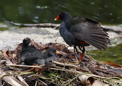 Moorhen mother with chicks