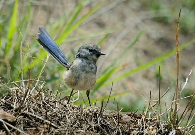 Fairy Wren