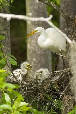 Young Great Egret Chiks just hatched