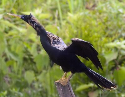 Juvenal female Anhinga?