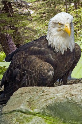 Eagle at Mt Roberts.jpg