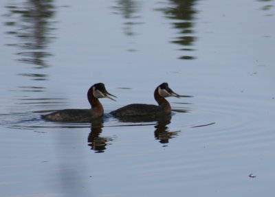 red_necked_grebe