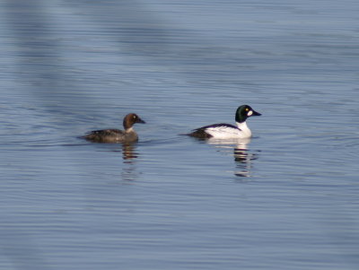 151_common_goldeneye_2.jpg