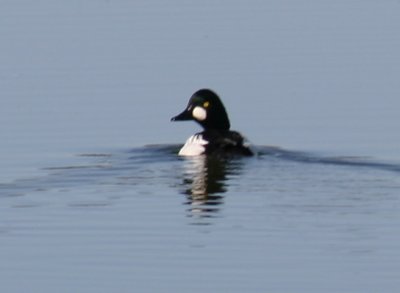 151_common_goldeneye_4.jpg