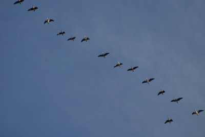 172_canada_goose_2.jpg