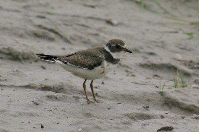 274_SEMIPALMATED_PLOVER_2.jpg