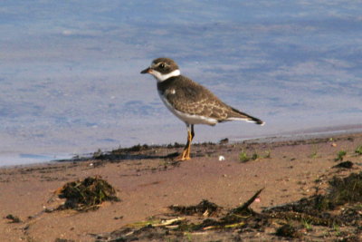 274_semipalmated_plover.jpg