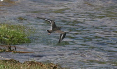 274_semipalmated_plover_3.jpg